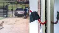 Thugs trying to break in come face to face with pit bull, SA loving video and praising brave hero
