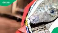 Botswana man arrested with live pangolin after crossing Limpopo River into South Africa