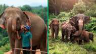 TikTok video of elephants rushing to meet caretaker after several years gets 19M views, peeps moved