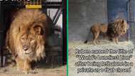 World’s loneliest lion Ruben returns to South Africa: Emotional video has Mzansi shedding tears