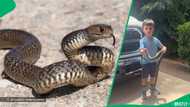 "Harrison, listen to Mom": Mom panics after finding young son playing with a live snake, SA stunned