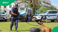 Cape Town's working dogs shine at city's first-ever K9 competition