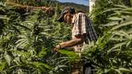 In Morocco hills, cannabis farmers bet on budding industry