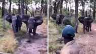 TikTok video of African safari guides in 4x4 being chased by crazy elephants goes viral