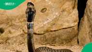 Mpumalanga gent bitten by snake on genitals, SA in disbelief as man visits Sangoma before hospital