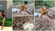 Beautiful lady shows off the big cassava she harvested from her farm