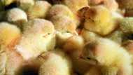 France fails to end culling of male chicks