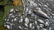 Poland blames toxic algae for Oder river fish kill