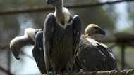 Over 150 endangered vultures poisoned to death in southern Africa