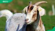 Boer goat prices in South Africa per kg: Everything to know