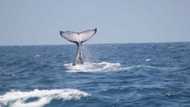 US man lives to see another day after being swallowed by whale: "I'm here to tell it"