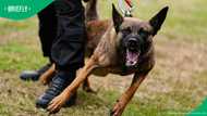 Early morning horror: woman allegedly mauled to death by dogs in Klerksdorp