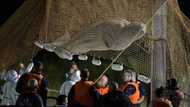 Stranded beluga whale removed from France's Seine river: AFP