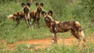 The most endangered animals in South Africa