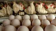 Ex National Lotteries board member spent millions of grant money to buy chicken farm and pay for home