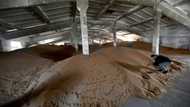 Ukrainian farmers worried as allies choke off export route