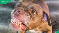 Two pitbulls euthanised after fatal attack on Durban woman in Woodlands