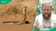 "Brave as heck": Limpopo farmer eyeballing venomous cobra scares South Africans