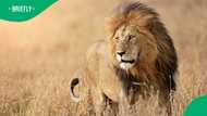 Lion leaves Mzansi in stitches after smacking phone out of man’s hand in viral wildlife video