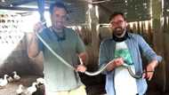 Snake rescuer Nick Evans catches 2 black mambas on the same spot in Shongweni