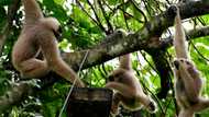 Baby boom: the endangered wildlife revival at Cambodia's Angkor Wat
