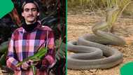 "What would you do?": Massive snake found under old couch in Durban home