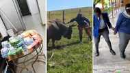 Weekly Wrap: Zulu man goes viral for hyping his bull and Pretoria girl at Catholic school nails Bacardi dance