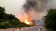 'Tornado of fire': Algeria forest blazes kill 38