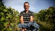 Grapes of wrath: Albania winemakers struggle with warmer world