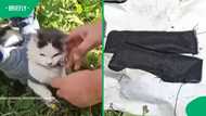 Russian prison cat caught smuggling narcotics in homemade collars after sniffer dogs raised the alarm