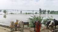 Heat, then floods ruin Pakistani farmers' livelihoods