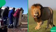 Tense lion relocation captured on video: Leaves men on edge as SA reacts with laughter