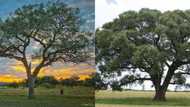 Top trees in South Africa: A-Z exhaustive list with images