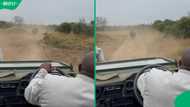 "Driver needs to be promoted": SA reacts after Kruger Park safari hero outruns rhino in reverse