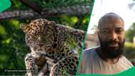 "It's marinating you": Leopard gets sneaky taste of man in TikTok video