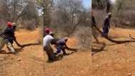 Video shows men dragging a large snake: "This is stressing me"