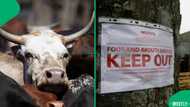 Foot-and-mouth disease: Free State now at centre of SA outbreak