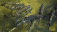 Drought scuppers salmon fishing season in California