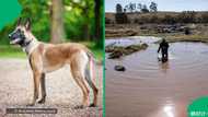 South Africans praise rescue dog for finding body as Eastern Cape flood death toll rises to 97