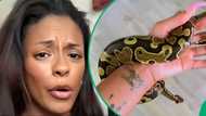 "Girl why you ain’t get him a puppy? A snake!": Mom frustrated by son's pet snake