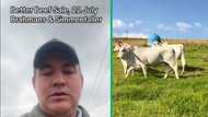 TikTok video of 2 KZN farmers speaking isiZulu to advertise cattle from R16k, Mzansi floored by non-native isiZulu speakers