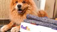 FedEx's contact number, address, locations, business hours in 2022