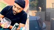 Mzansi trips over pictures of neighbour’s pit bull standing on man’s wall: “I do not feel safe”