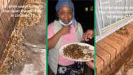 Limpopo home invaded by flying ants, woman says she'd rather sweat than open the windows