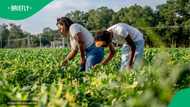 Agricultural Research Council teaches farmers to test soil health with everyday household tools