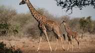 Toddler killed in rare giraffe attack in South Africa
