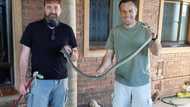 Nick Evans catches 5 black mambas on the same property within days of each other: "What a privilege"