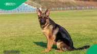 South African donors fund flight to reunite repatriated Malawian man with his dog