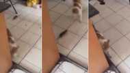 LMAO: Hilarious video shows brave mouse chasing a cat, Mzansi can't deal