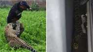 Weekly wrap: Man finds huge snake in his house and 5 dogs save a man being attacked by a leopard